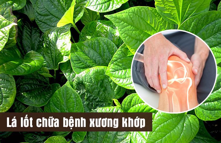 Cây lá lốt có tác dụng chữa bện xương khớp hiệu quả