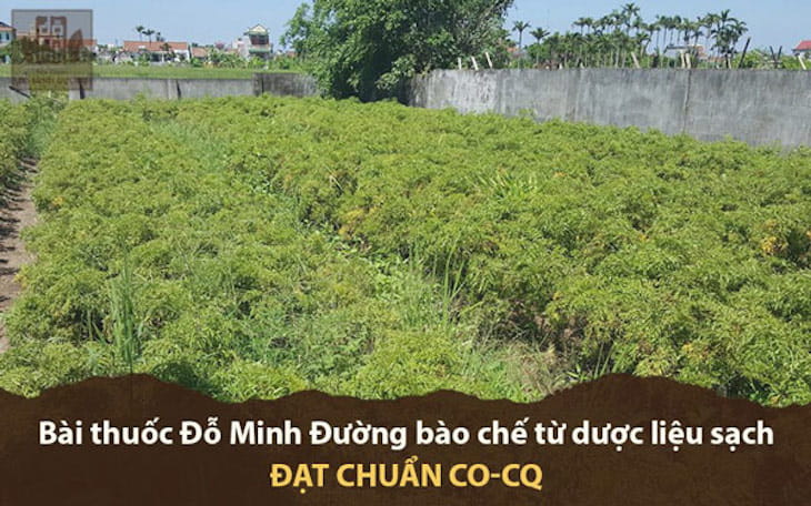 Vườn dược liệu tự nhiên đạt chuẩn CO - CQ của nhà thuốc tại Hà Nội, Hưng Yên, Hòa Bình