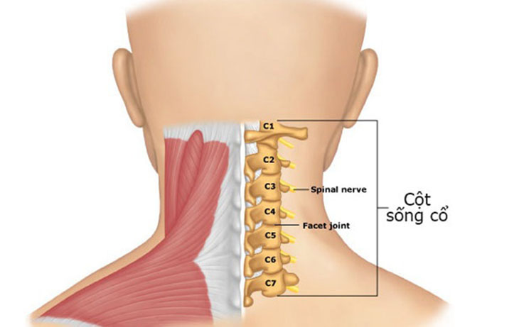 Cấu tạo của cột sống cổ gồm có 7 phần đốt sống xếp chồng lên nhau