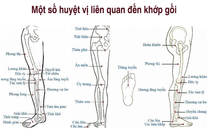 Một số huyệt vị liên quan đến khớp gối