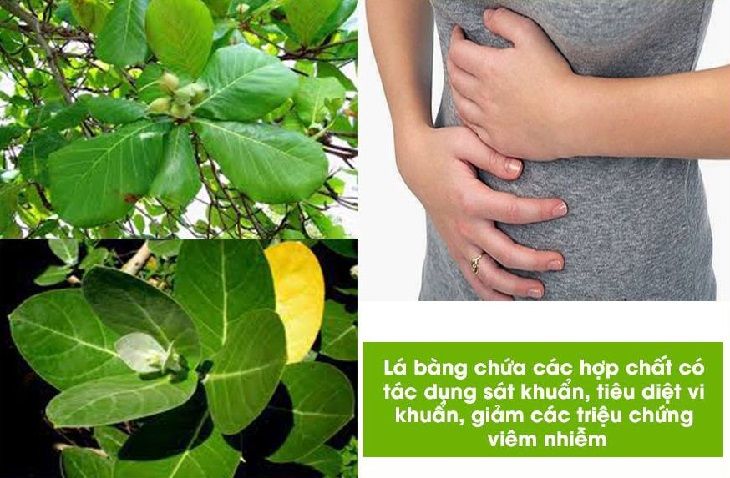 Lá bàng là một vị thuốc giúp điều trị bệnh viêm lộ tuyến hiệu quả