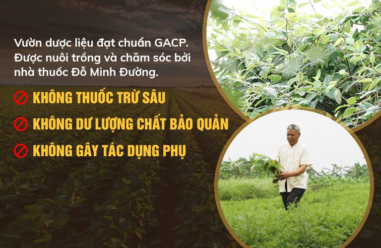 Cam kết sử dụng 100% thảo dược từ tự nhiên, đạt tiêu chuẩn GACP-WHO