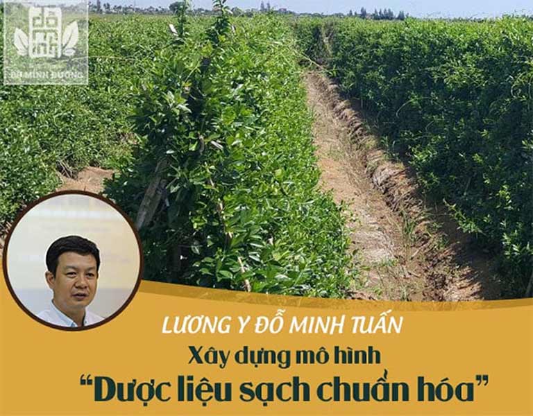 Vườn dược liệu chuẩn hữu cơ của phòng khám YHCT lương y Đỗ Minh Tuấn