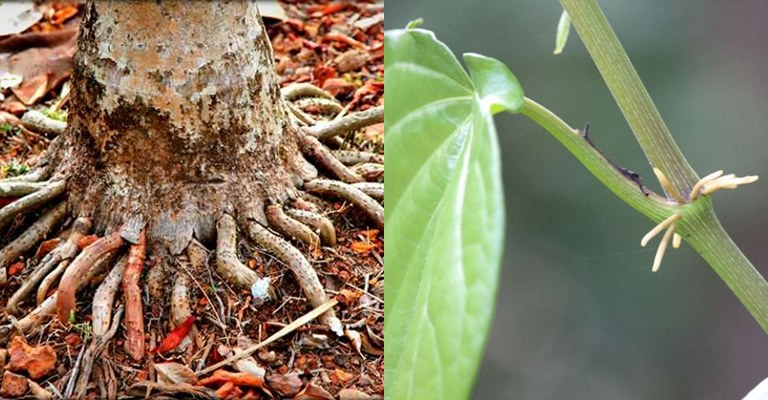 Rễ cau và rễ trầu không chữa bệnh yếu sinh lý hiệu quả 