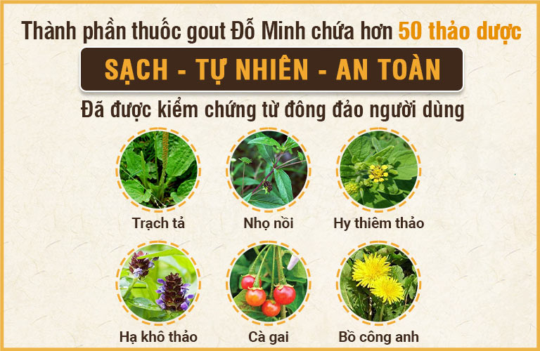 Thành phần bài thuốc Gout Đỗ Minh an toàn, lành tính