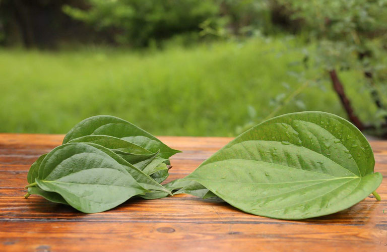 Chữa Mề Đay Bằng Lá Trầu: Phương Pháp Tự Nhiên, Hiệu Quả 