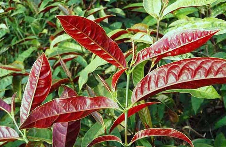 lá đơn đỏ chữa mề đay