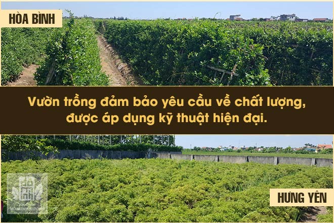 Tất cả thảo dược đều được trồng và thu hoạch từ 3 vườn dược liệu sạch của nhà thuốc