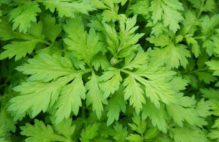 Bà con có thể dùng lá ngải cứu sao nóng với muối, chườm lên khớp