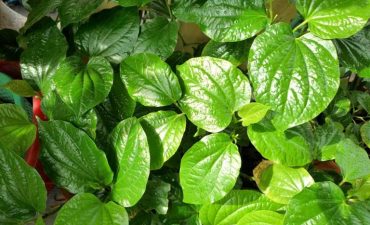 Chữa thoái hóa đốt sống lưng tại nhà bằng lá lốt