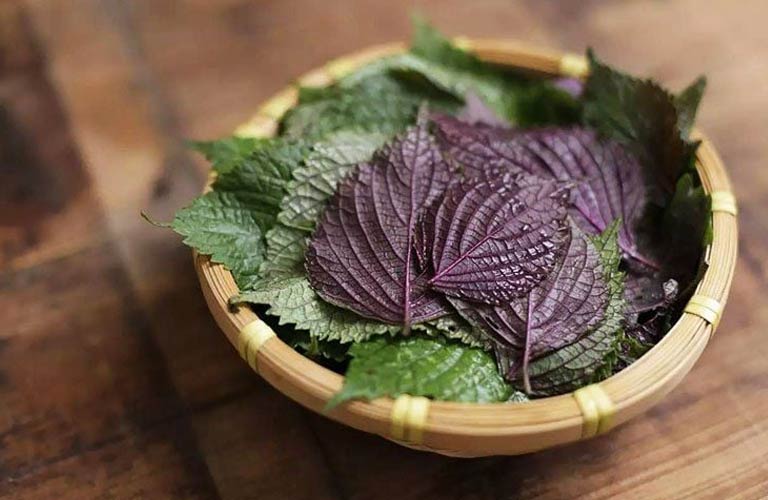 Lá tía tô có tính ấm, vị cay, giúp giải cảm, tiêu viêm, giảm sưng đau