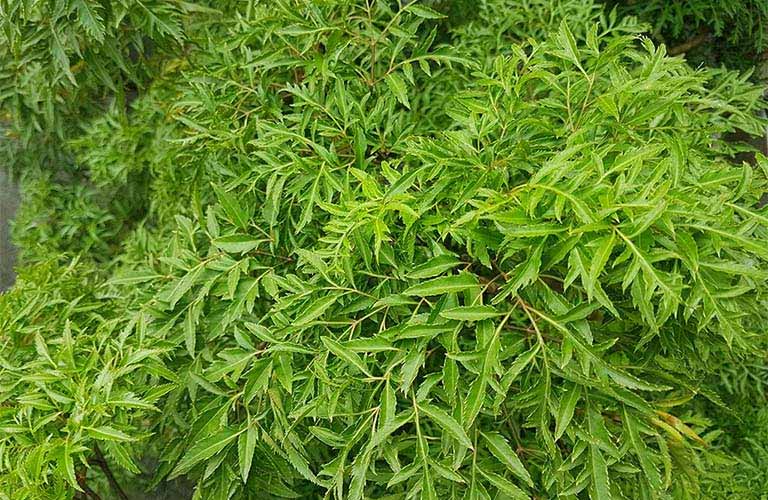 Lá đinh lăng được biết đến với tác dụng giải độc, thanh nhiệt, giảm ho và chống viêm rất hiệu quả