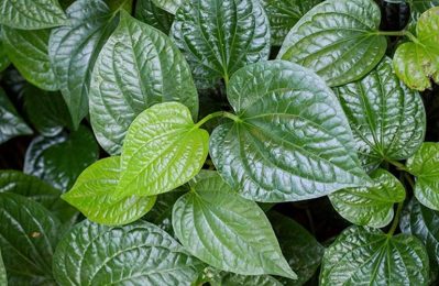 Lá lốt rất có lợi trong việc điều trị các bệnh lý xương khớp như đau nhức khớp, viêm khớp, thấp khớp