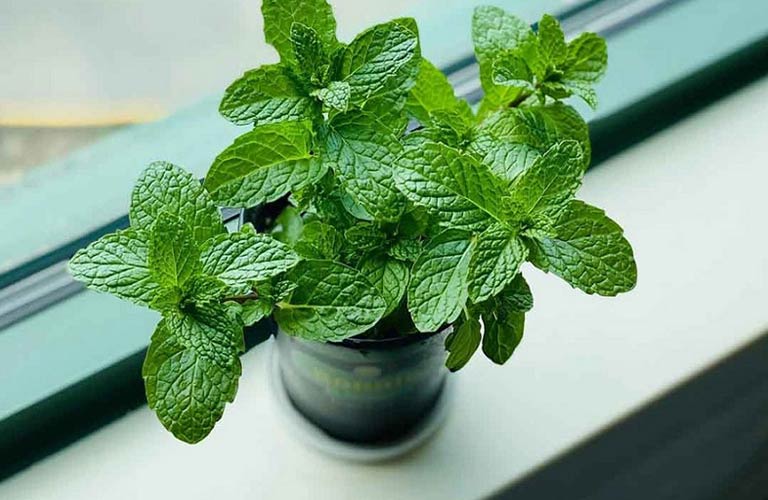 Lá bạc hà là một loại thảo dược có tính mát, giúp giảm các triệu chứng của viêm mũi dị ứng
