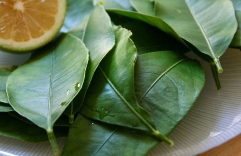 Lá chanh trị ho có đờm