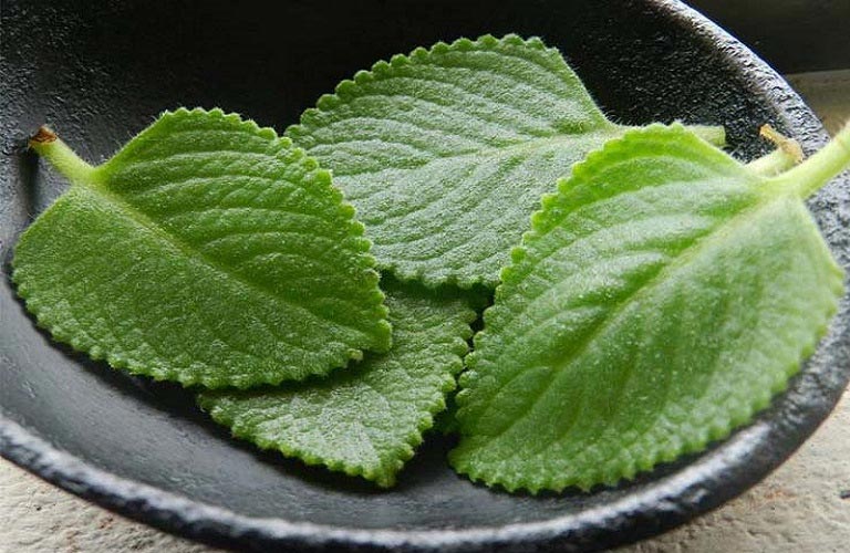 Lá húng chanh có tác dụng kháng viêm, long đờm rất tốt