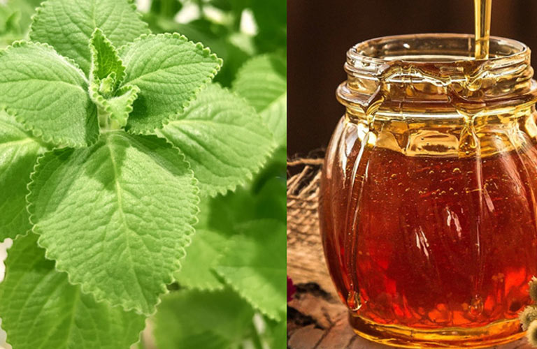 Húng chanh có vị cay, tính ấm, giúp tiêu đờm, kháng viêm và giảm ho hiệu quả