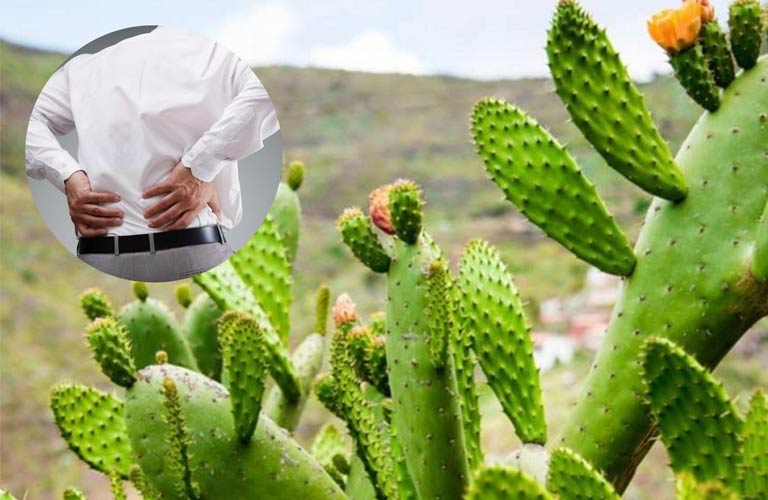 Xương rồng có tính mát, giúp thanh nhiệt giải độc, hỗ trợ giảm viêm