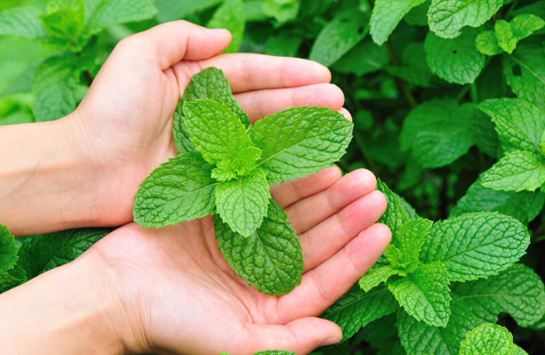 Uống nước lá bạc hà sẽ giúp giảm đau đầu tại nhà