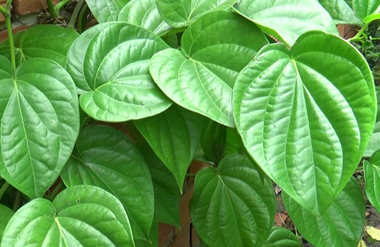 Dùng lá trầu không, lá diếp cá giã nhỏ, đắp ngoài hậu môn cải thiện hỗ trợ trĩ tại nhà