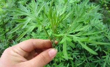 Phương pháp này giúp cơ thể ấm lên, thúc đẩy lưu thông khí huyết