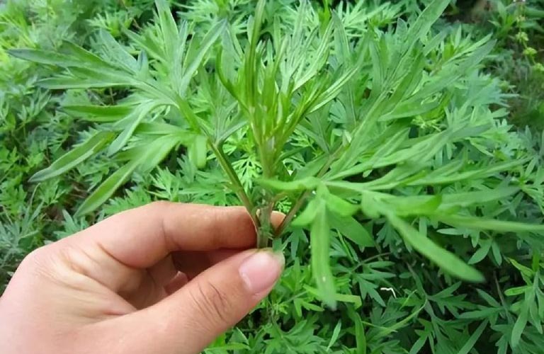 Phương pháp này giúp cơ thể ấm lên, thúc đẩy lưu thông khí huyết