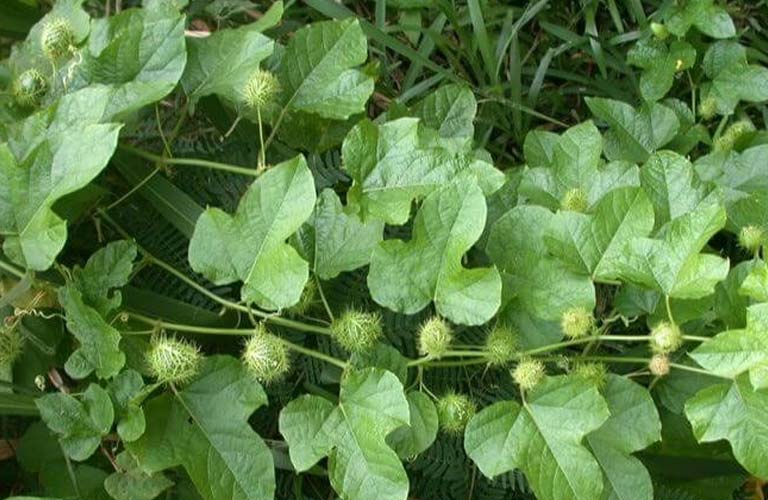Theo Đông Y, sắc uống giúp phát huy tối đa dược tính của lạc tiên, giúp tâm an, can bình