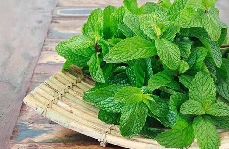 Lá bạc hà chứa menthol, một hợp chất có tác dụng thư giãn cơ bắp và làm giảm cơn đau đầu nhanh chóng
