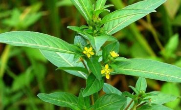 Tác dụng của cây rau mương chữa trào ngược dạ dày