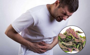 Tác dụng của chữa đau dạ dày bằng lá mơ