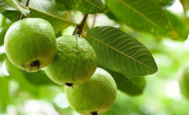 Tác dụng của chữa đau dạ dày bằng lá ổi