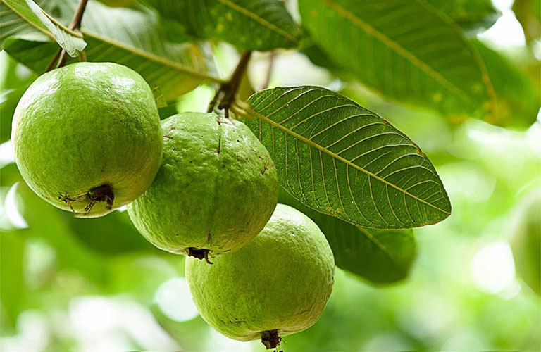 Tác dụng của chữa đau dạ dày bằng lá ổi