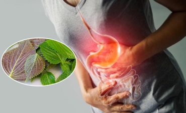 Tác dụng của chữa đau dạ dày bằng lá tía tô