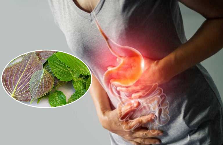 Tác dụng của chữa đau dạ dày bằng lá tía tô