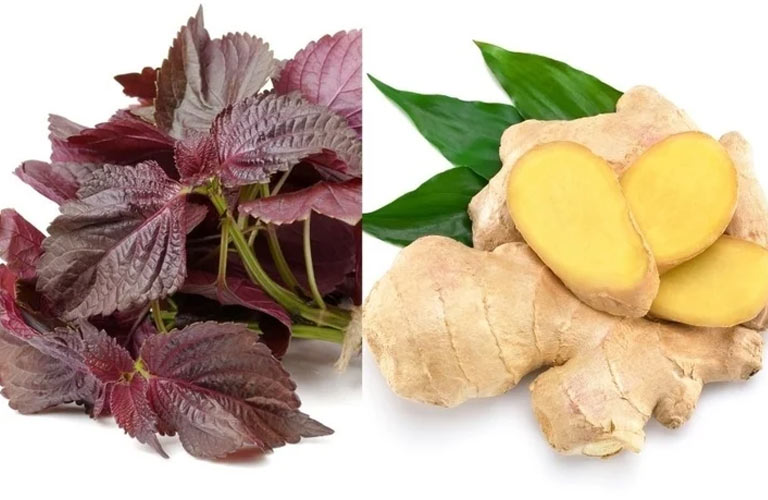 Lá tía tô nấu với gừng tươi giúp giảm đau dạ dày hiệu quả