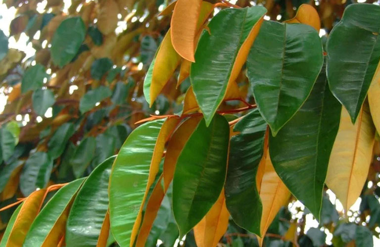 Chữa đau dạ dày bằng lá vú sữa tươi