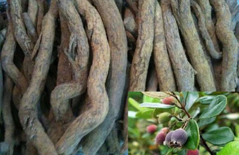Sắc nước từ rễ sim là phương pháp đơn giản và hiệu quả
