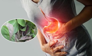 Tác dụng của chữa trào ngược dạ dày bằng lá mơ lông