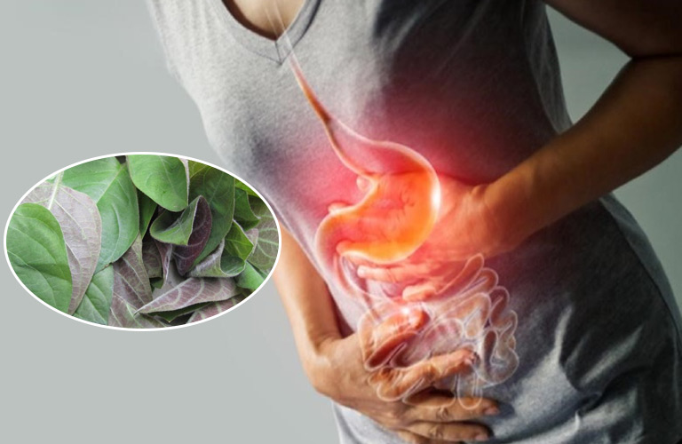 Tác dụng của chữa trào ngược dạ dày bằng lá mơ lông