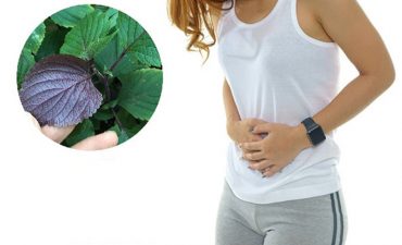 Tác dụng của chữa trào ngược dạ dày bằng lá tía tô