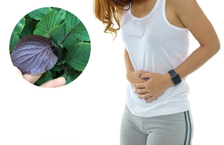 Tác dụng của chữa trào ngược dạ dày bằng lá tía tô