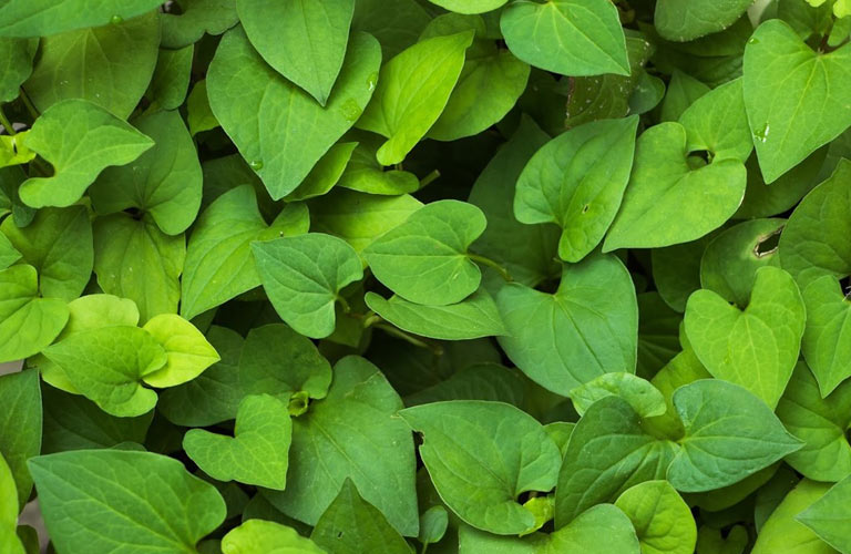 Lá diếp cá có tính mát, giúp thanh nhiệt, giải độc, tiêu viêm, rất hợp trong điều trị trĩ nội ở giai đoạn đầu