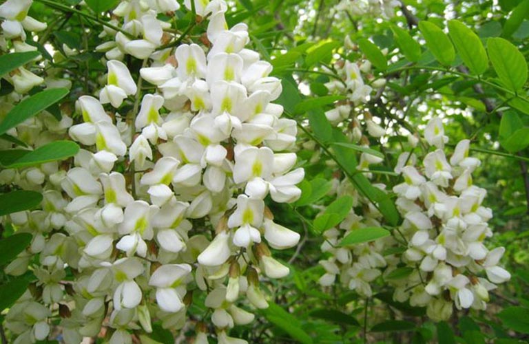 Hoa hòe giúp thanh nhiệt, mát gan, điều hòa khí huyết, từ đó giảm căng thẳng, khó ngủ