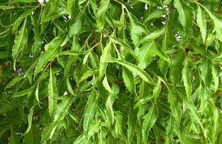 Lá đinh lăng vị thuốc có tính bình, hơi đắng, quy kinh vào tỳ và can