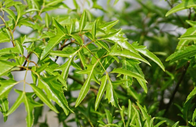 Nước đinh lăng có vị hơi đắng, hậu ngọt nhẹ, giúp lưu thông khí huyết