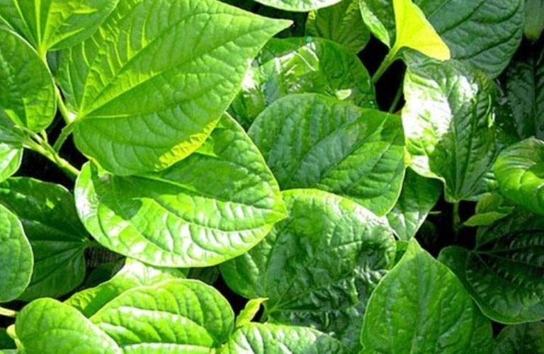 Dùng la lốt chữa mất ngủ là một phương pháp được nhiều bà con truyền miệng áp dụng