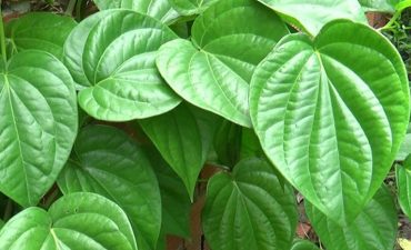 Tác dụng của lá trầu không chữa trào ngược dạ dày