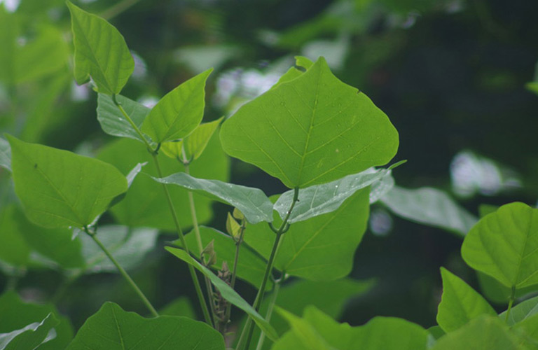 Lá vông nem có tác dụng an thần, làm dịu hệ thần kinh trung ương, hỗ trợ cải thiện tình trạng mất ngủ