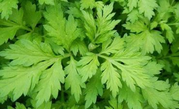 Ngải cứu chữa đau đầu là một trong những phương pháp đơn giản nhưng lại mang lại hiệu quả bất ngờ trong Đông Y
