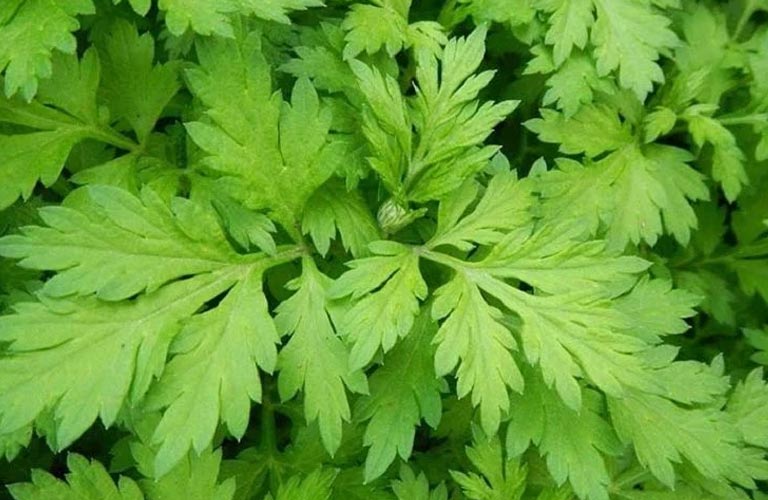 Ngải cứu chữa đau đầu là một trong những phương pháp đơn giản nhưng lại mang lại hiệu quả bất ngờ trong Đông Y